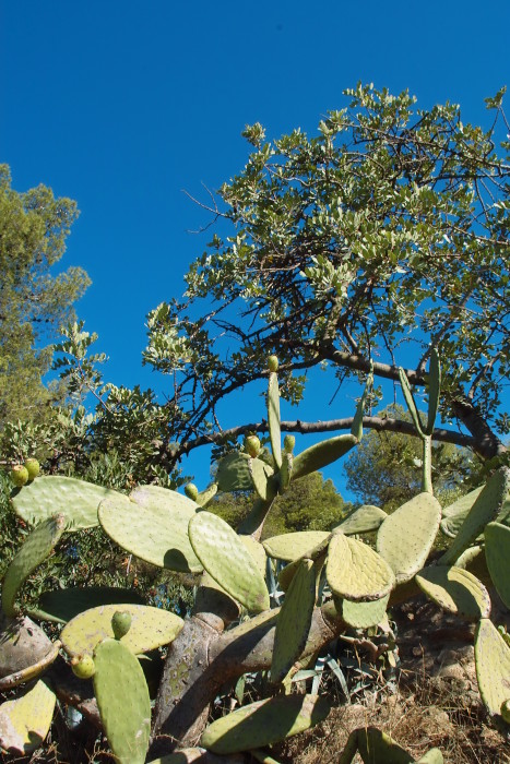 Park Güell